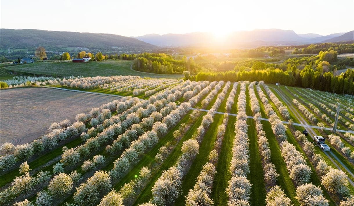 Opplev fruktbygda Gvarv