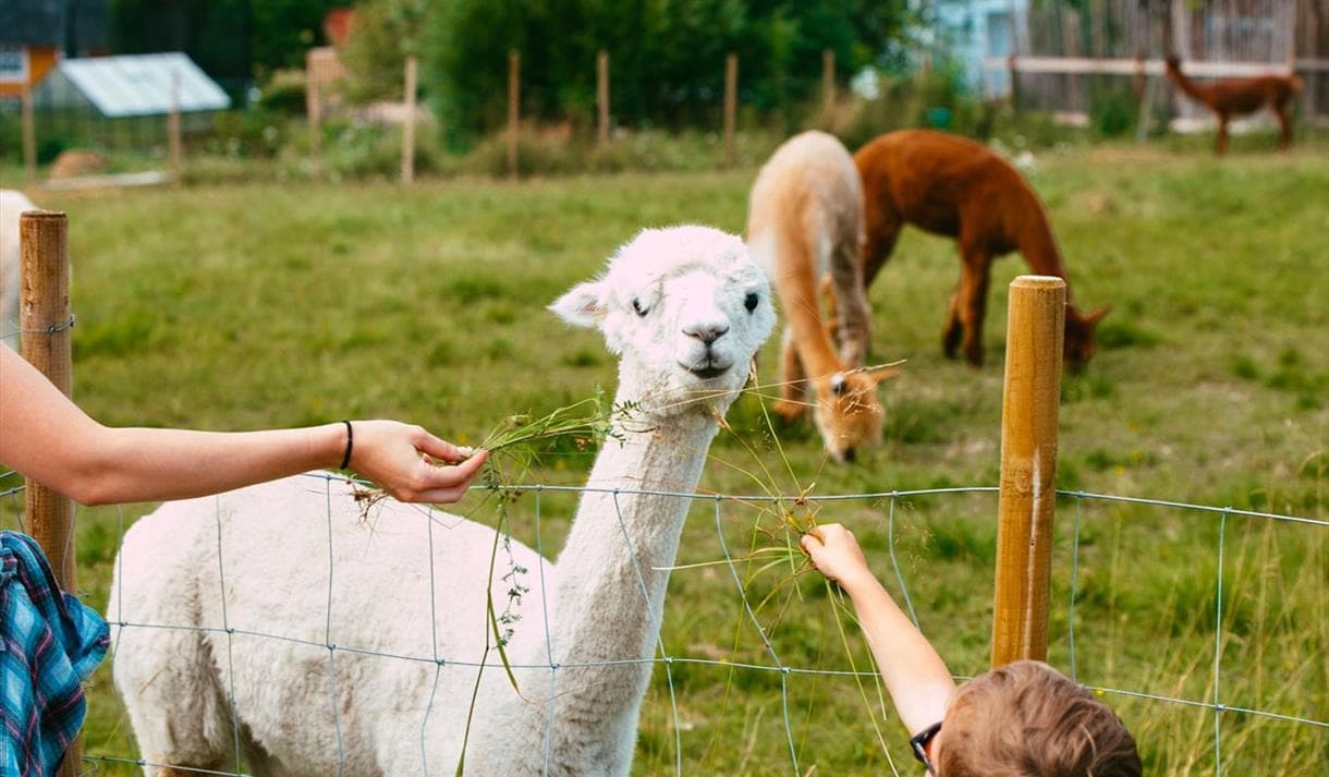 Møt alpakkaene på Svenseid