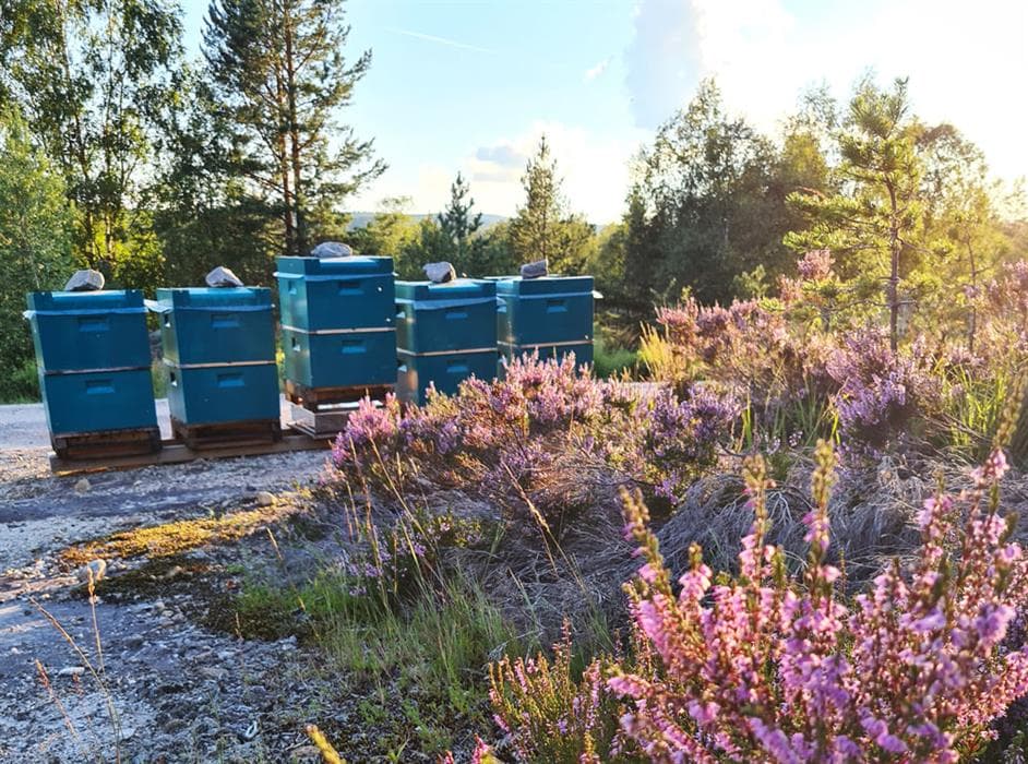 bikuber som står ute i naturen